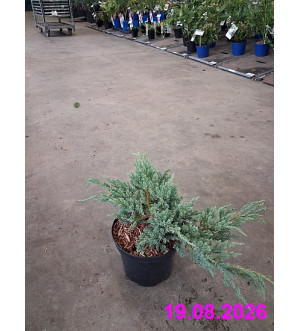 Juniperus squam. 'Blue Carpet' C 2 L